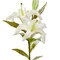 Soft Touch Faux Lily Stem - White Artificial Flower Stem for Everyday Decor, 23" Tall, Easy Care